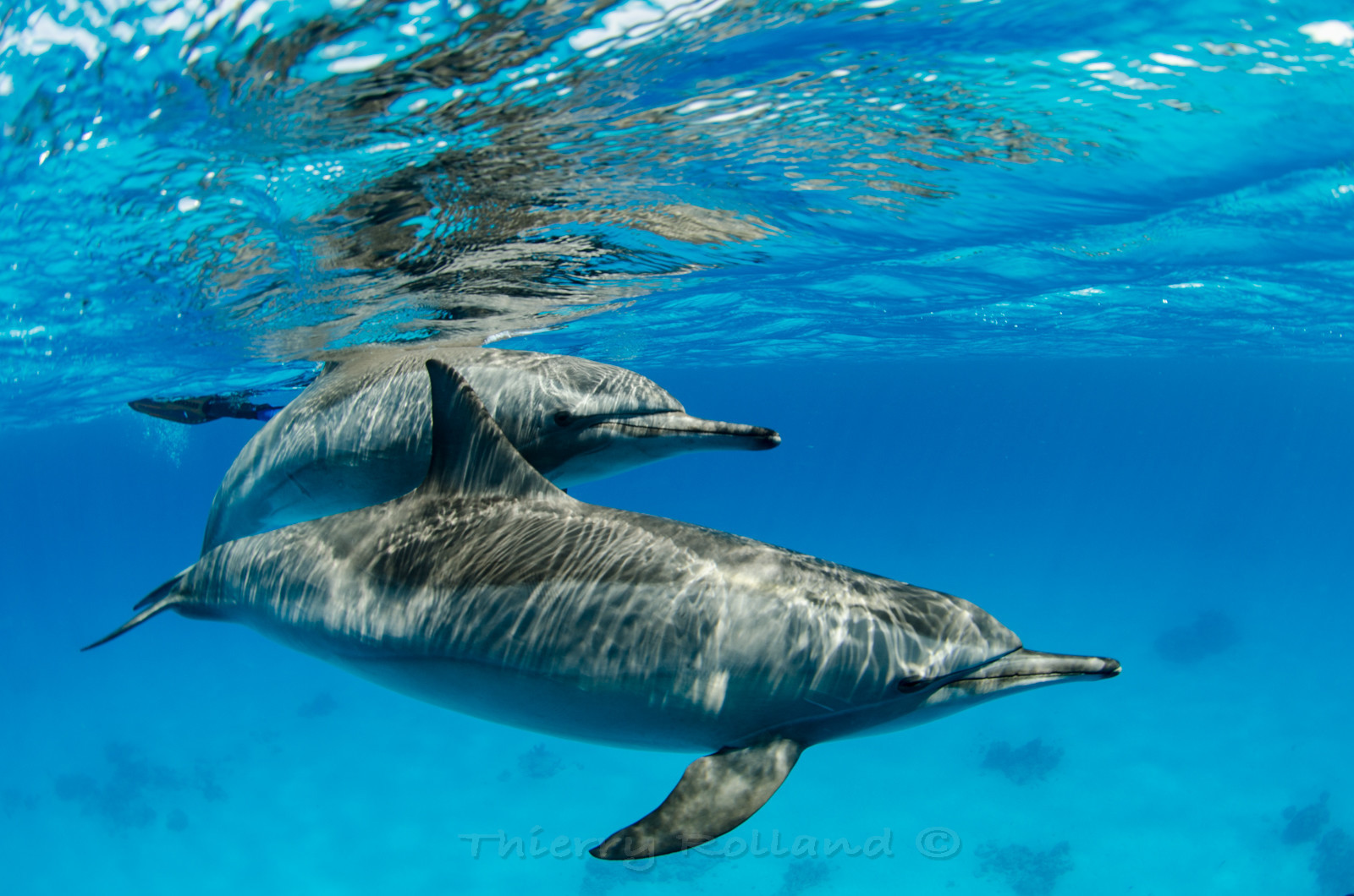 Dauphins long-nez Sataya