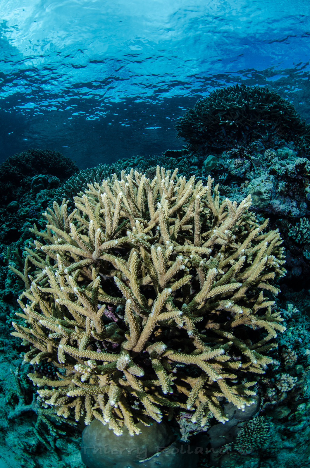 Plateau colralien de la grande barrière
