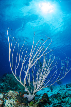 Ambiance gorgone Cozumel