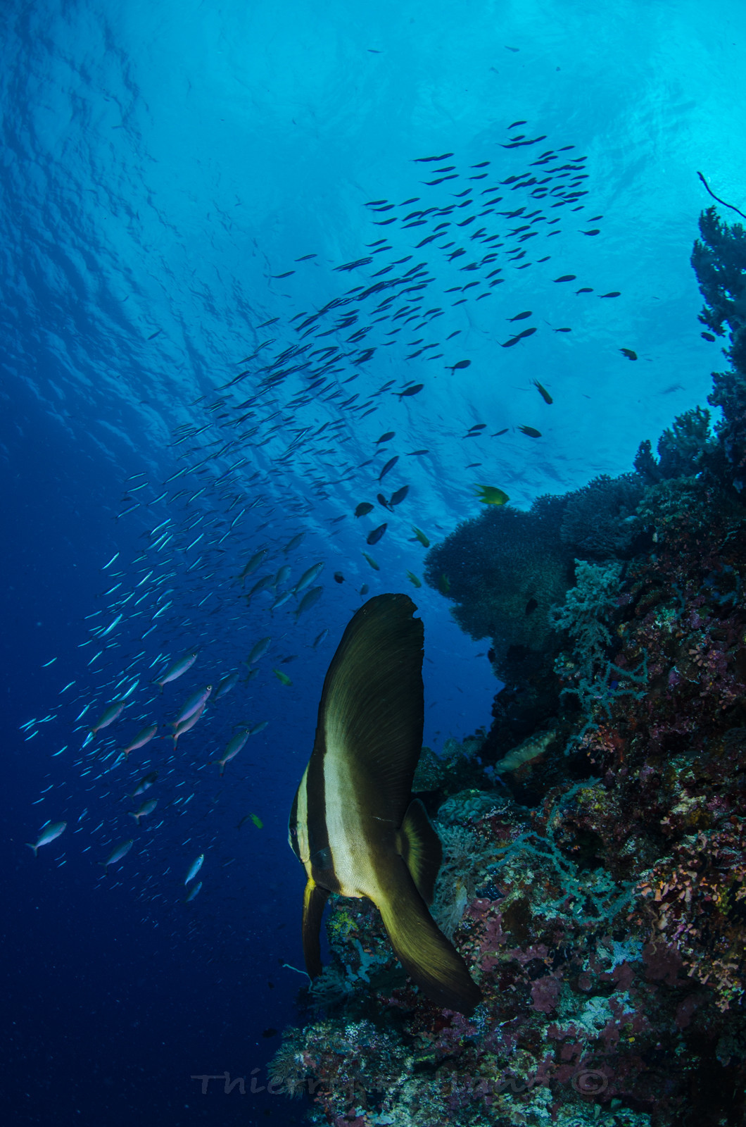 Platax juvenile le long du tombant