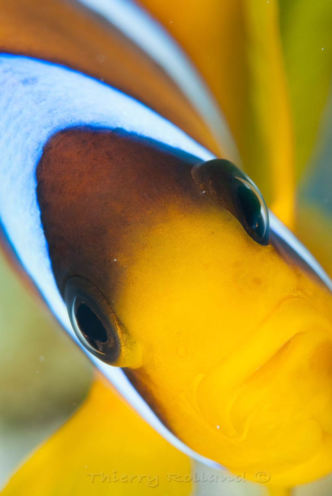 Portrait de poisson clown