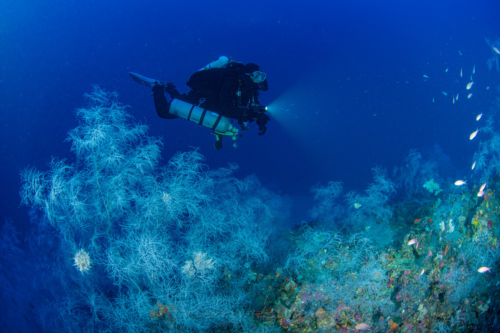 Plongée profonde La Ciotat - corail noir