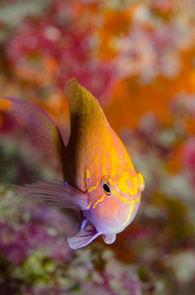 Anthias multicolore