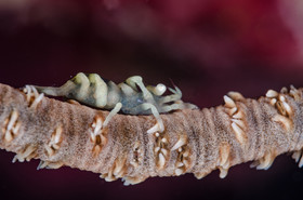 Crevette sur corail fouet