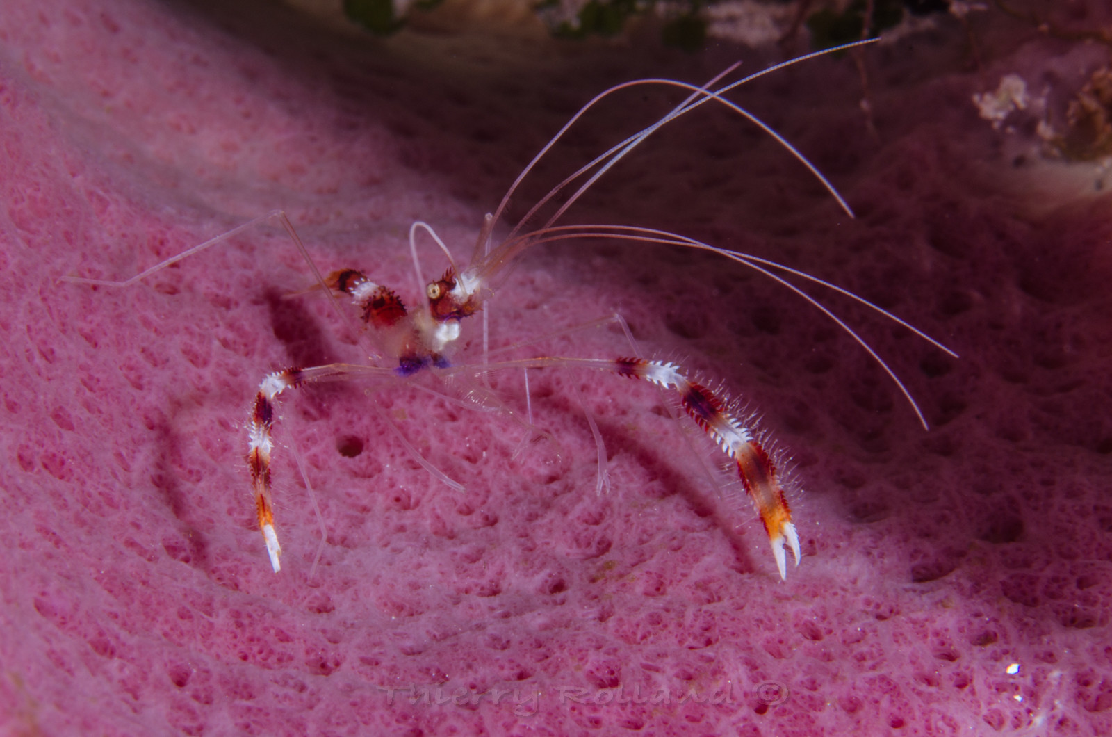 Crevette nettoyeuse Cozumel