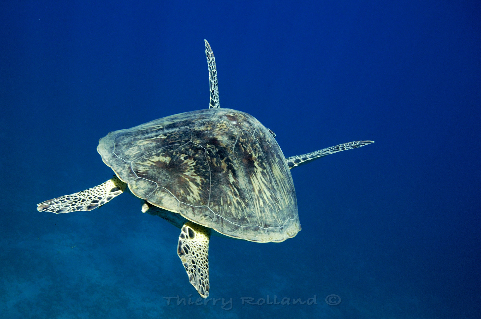 Tortue verte - Abu Dabad - Marsa Alam