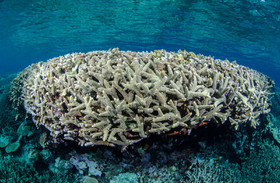 Ccarail de la grande barière