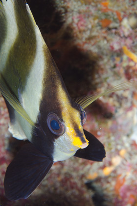 Portrait de papillon