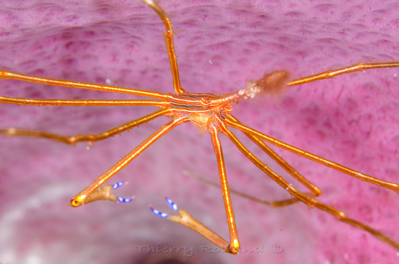 Crabe araignée Cozumel