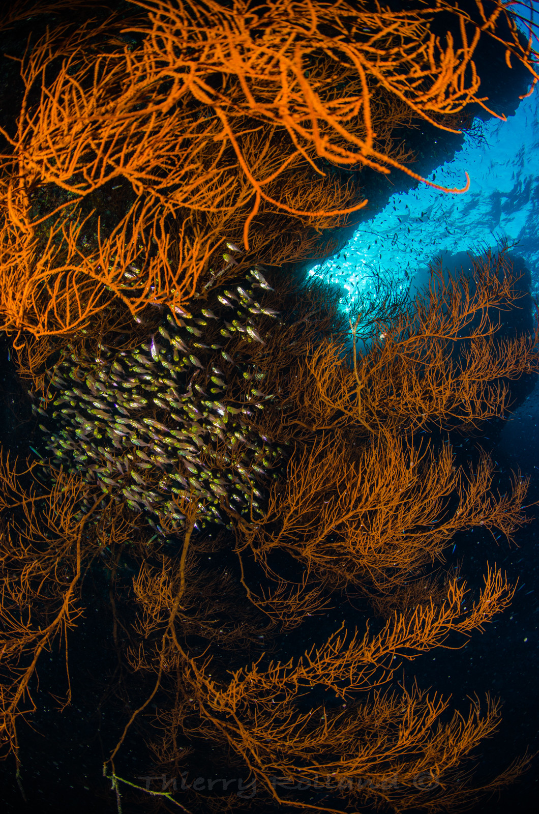 Corail sur Elphinstone tombant Ouest