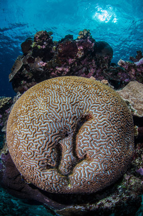 Corail cerveau, sur la grande barrière