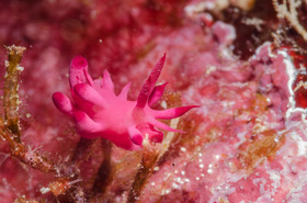 Picatchu rose, tout petit nudibranche