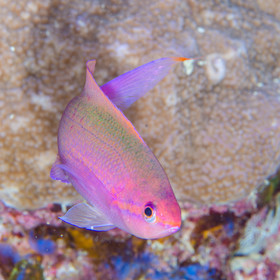 Anthias violet