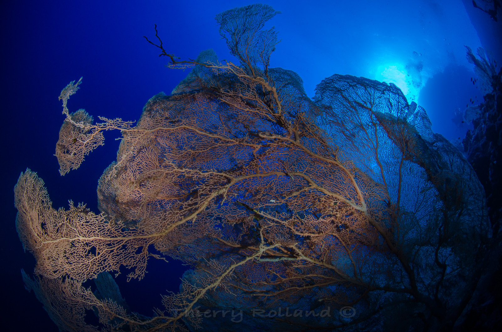 Grognonnes des grands fonds