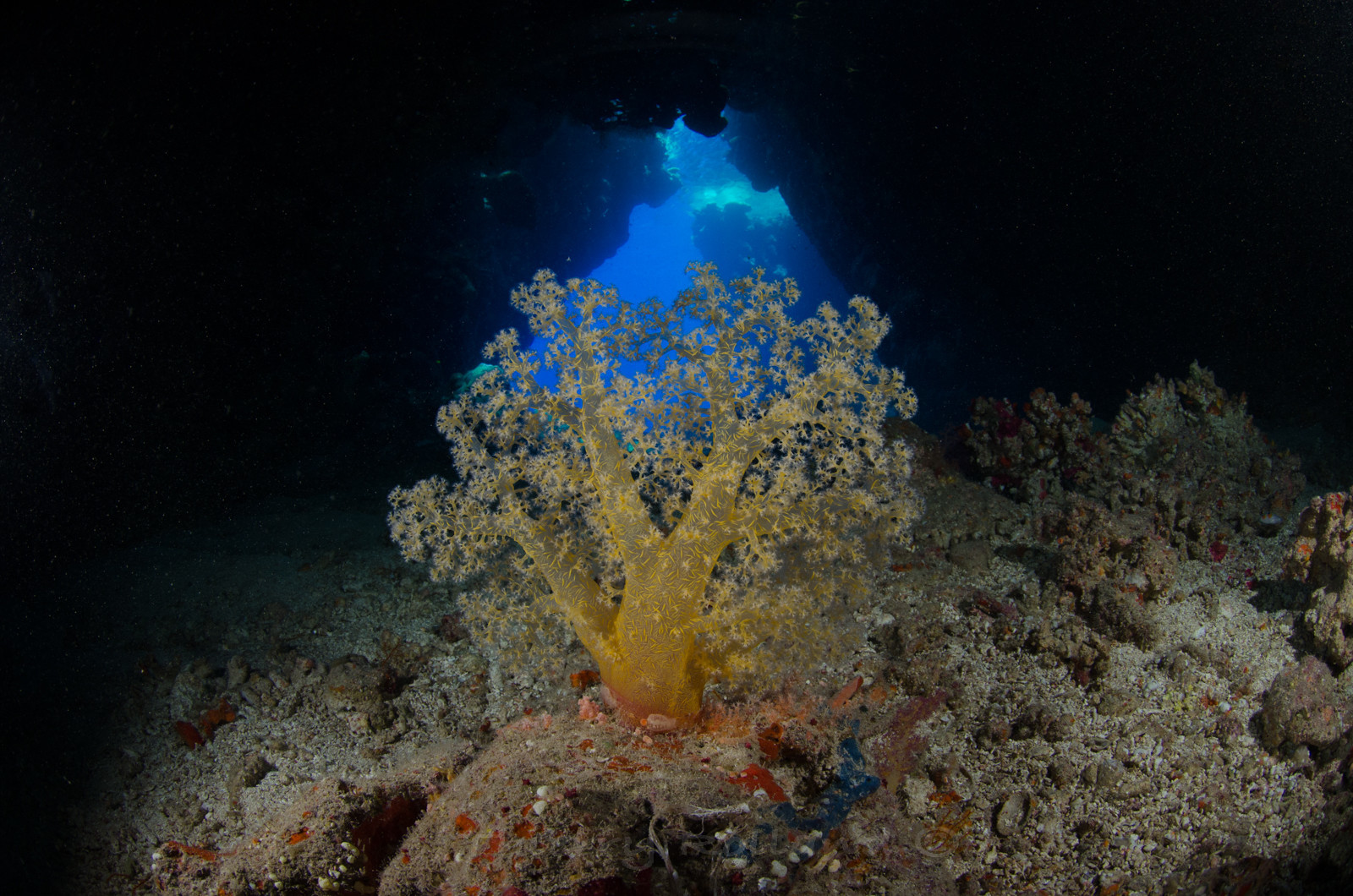 Alcyonaire dans une grotte