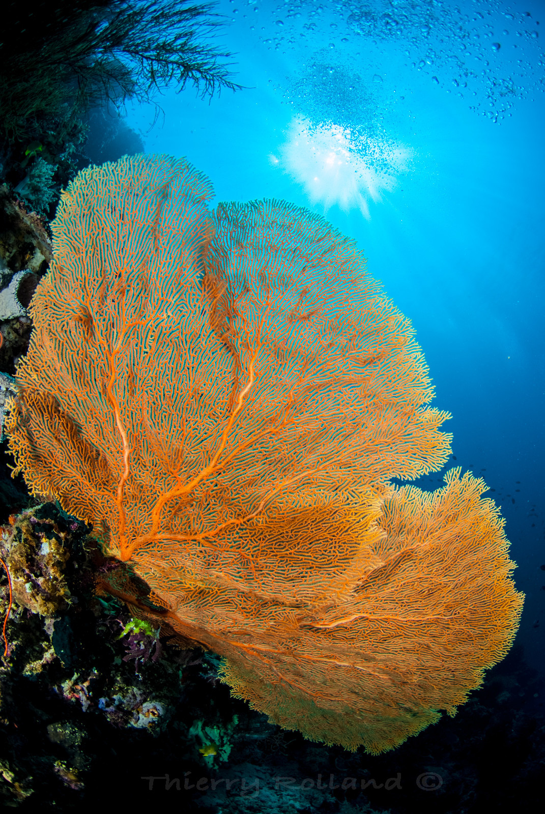 Gorgones - Tombants Menjangan