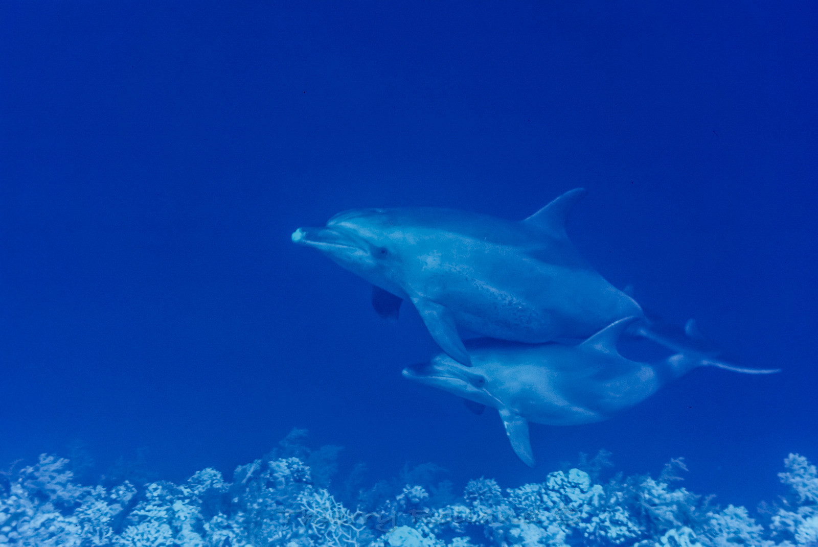 Grand dauphin de l'océan indien - Shaab Shier