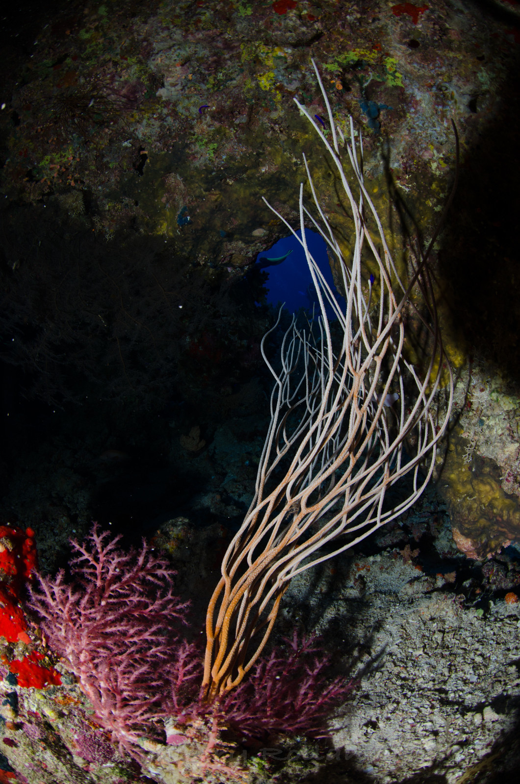 Corail et grotte Macsur St John's reef