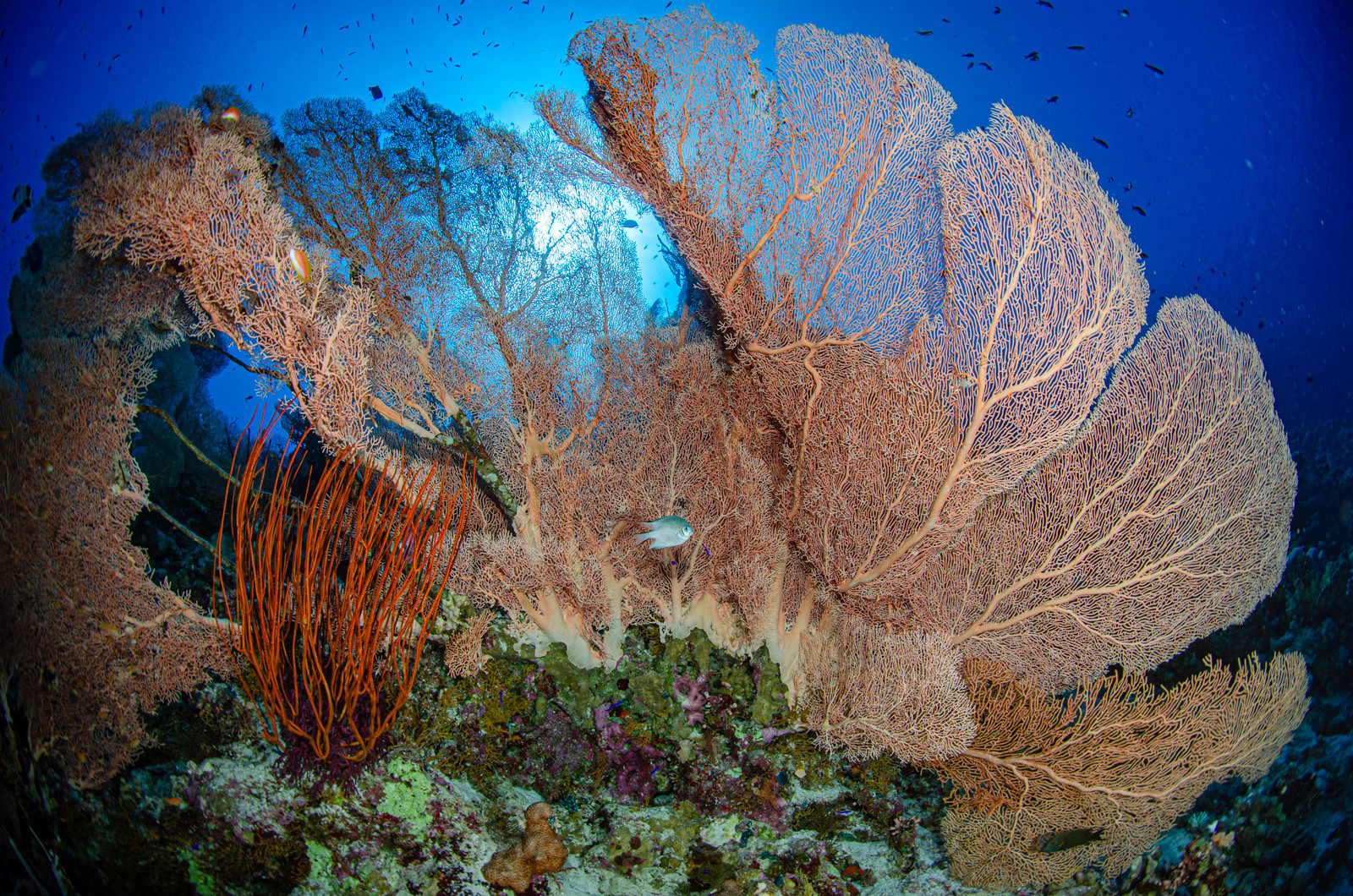 Corail et gorgone - police station